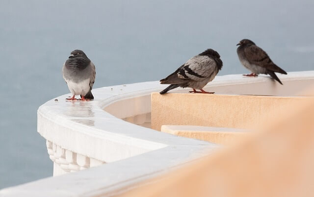 Gołębie siedzące na balustradzie