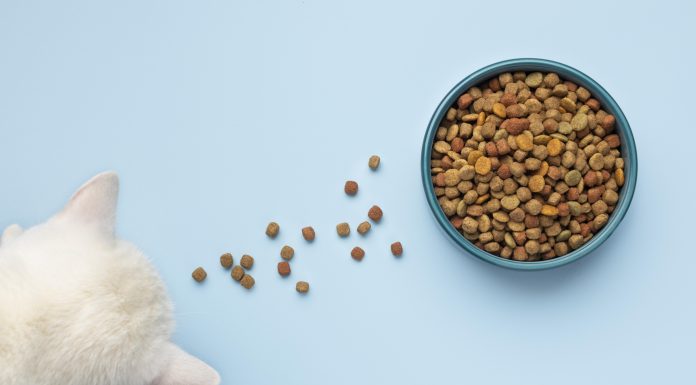 Jaka jest najlepsza karma dla kota? Karma dla kota