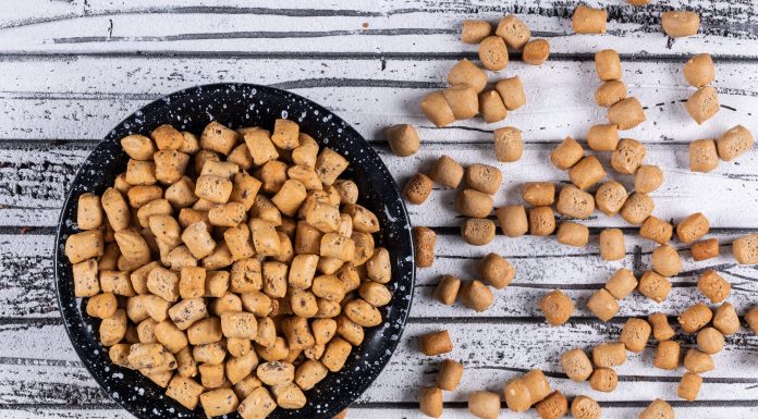 Jaka jest najlepsza karma dla psa? Karma dla psa