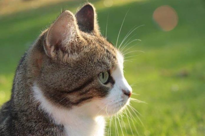 felinoterapia