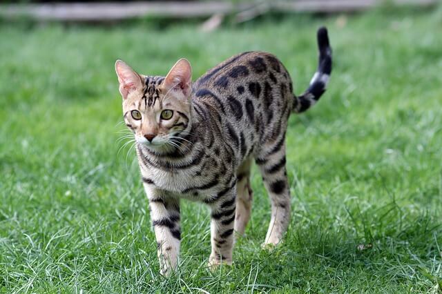 Kot bengalski