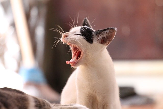 kot-do-adopcji Kot do adopcji