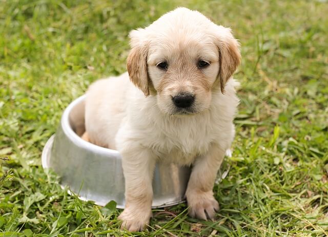 mały labrador w misce