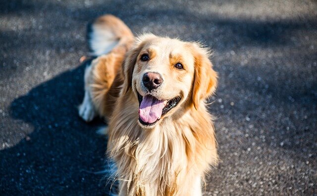Pies Golden Retriever