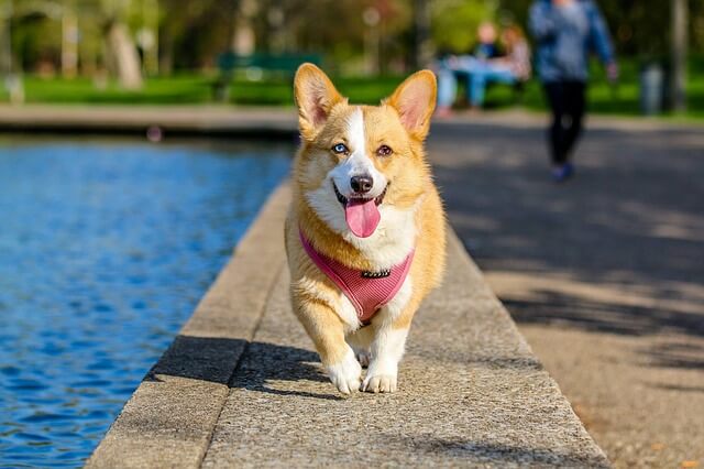 Pies Welsh Corgi Pembroke nad brzegiem
